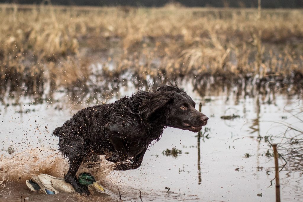 Eukanuba Sporting Dog