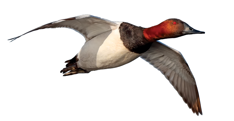 Canvasback