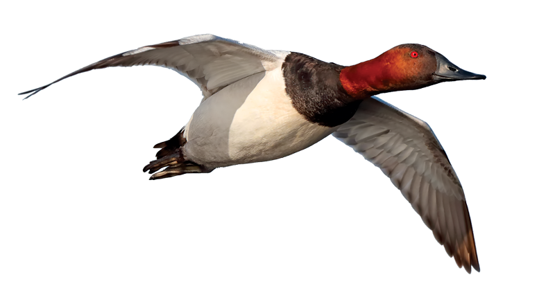 Canvasback