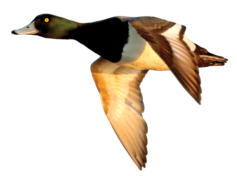 Greater Scaup
