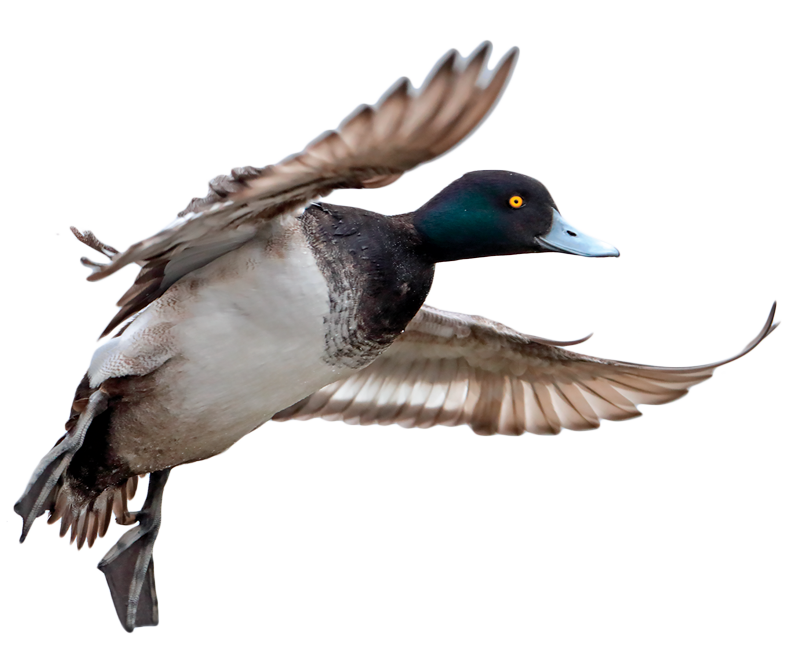Lesser Scaup