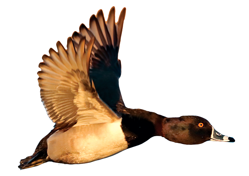 Ringneck
