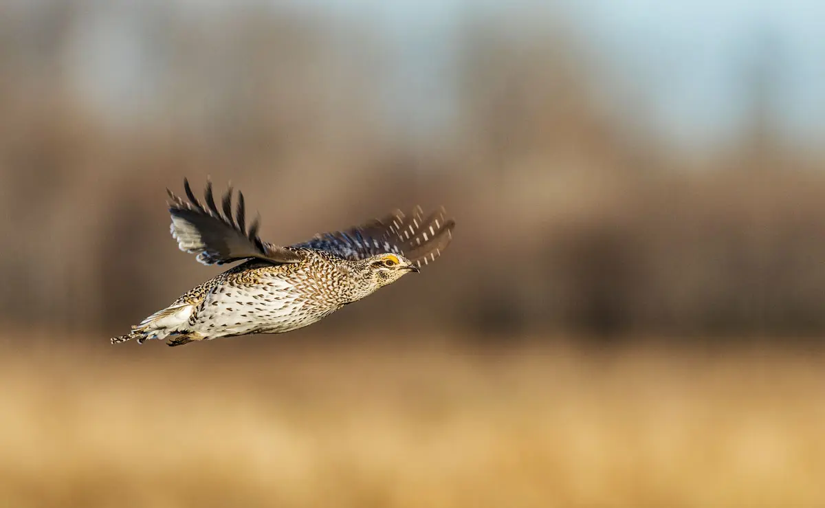 Sharptail