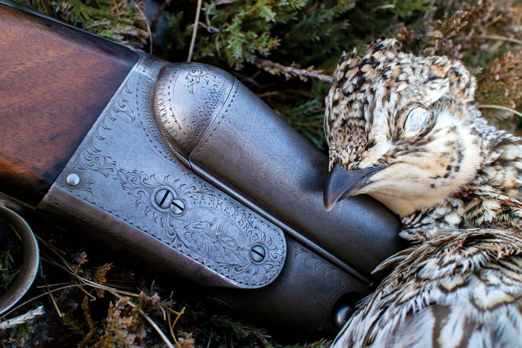 Sharptail