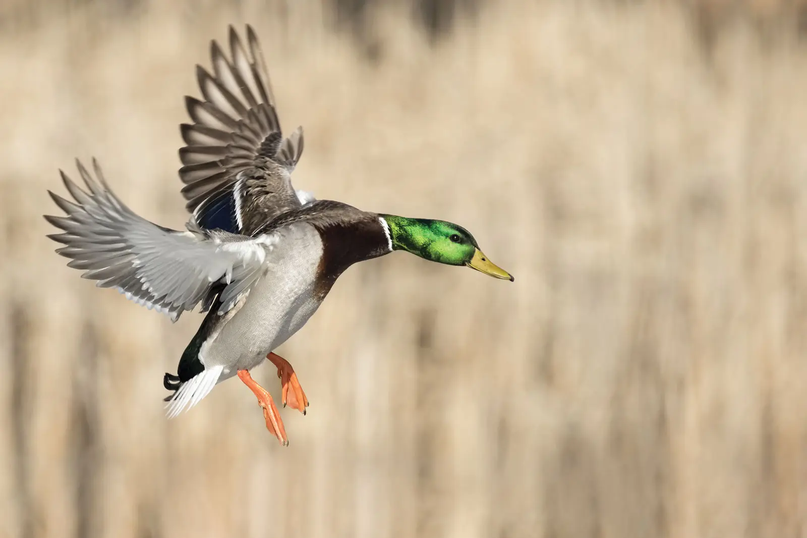 Mallard