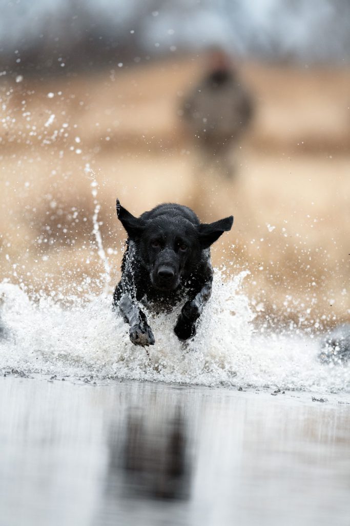 Black Lab