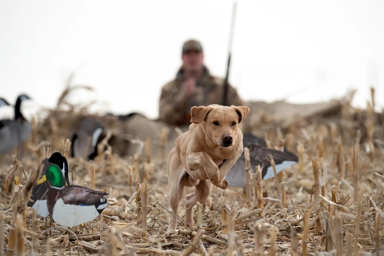 Yellow Retriever