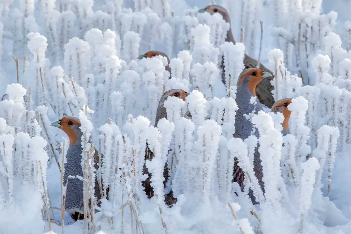Hoarfrost Huns