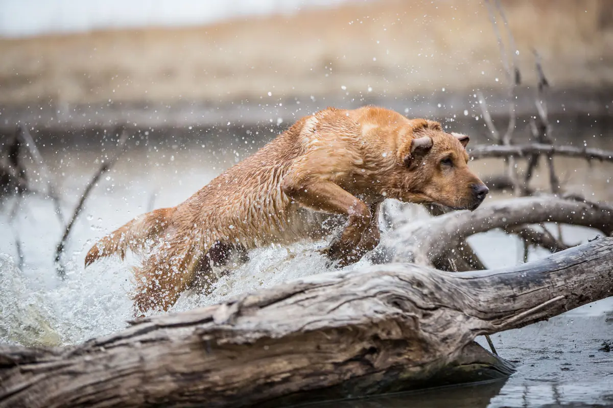 Eukanuba Sporting Dog