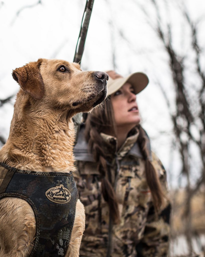 Eukanuba Sporting Dog