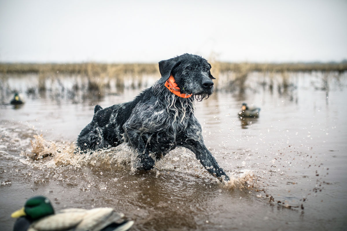 Eukanuba Sporting Dog