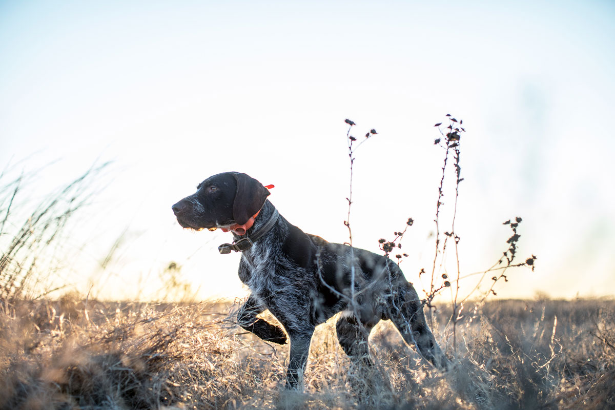 Eukanuba Sporting Dog