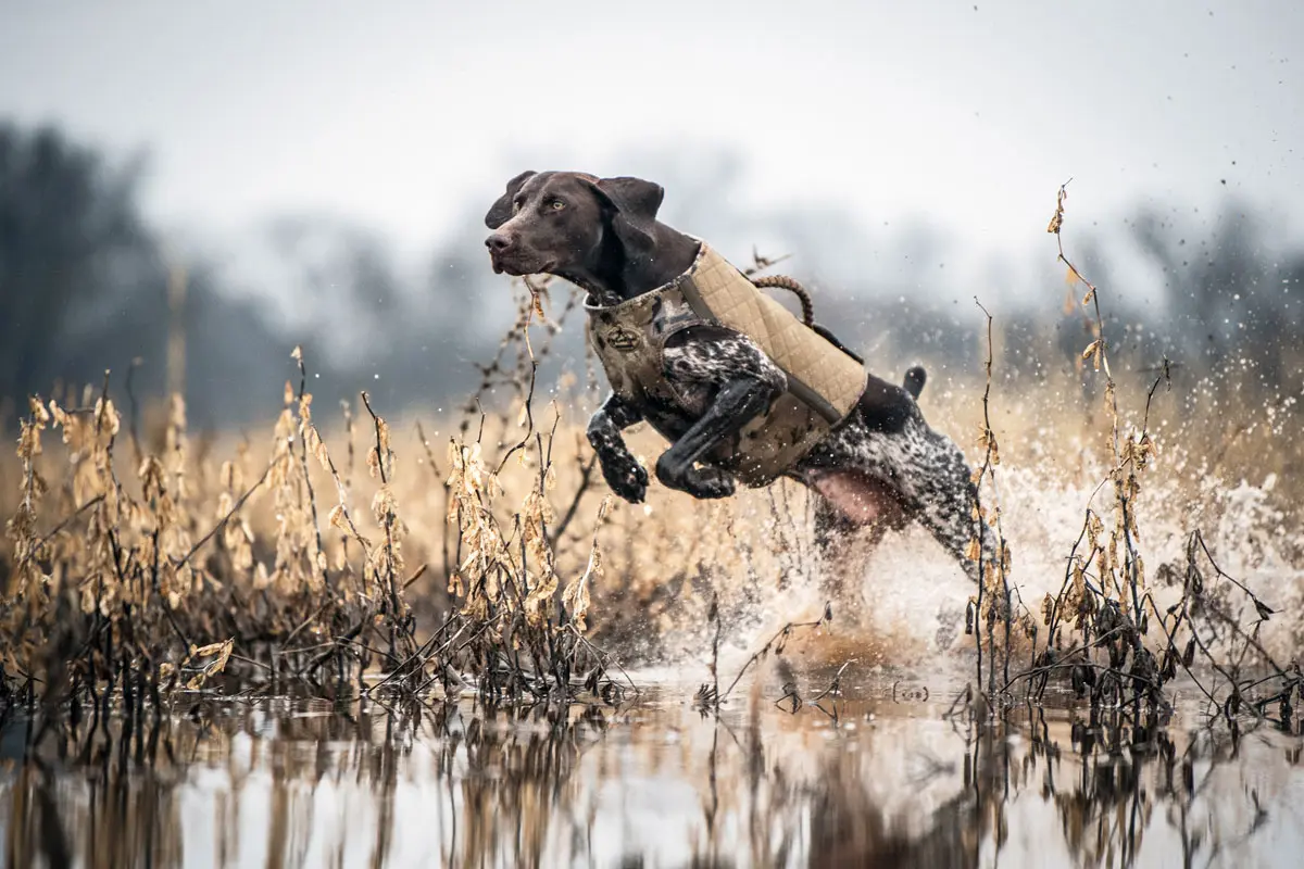 Eukanuba Sporting Dog