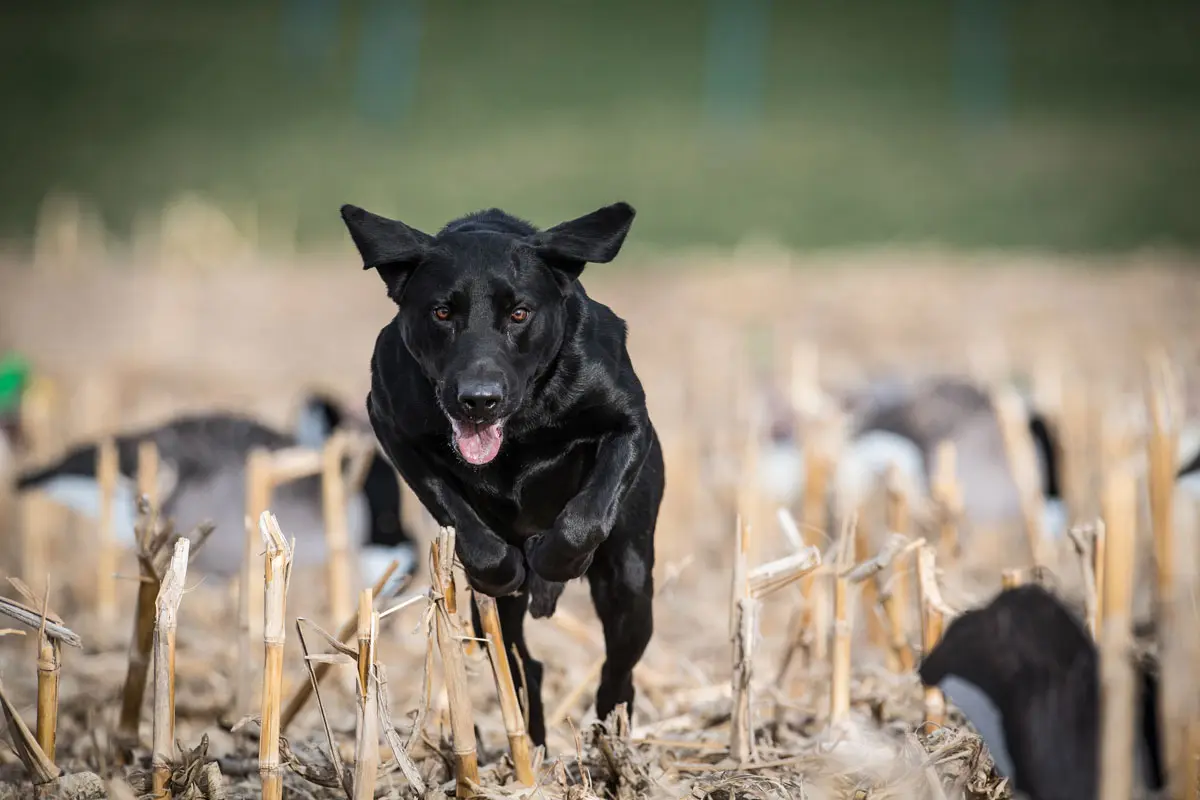 Eukanuba Sporting Dog