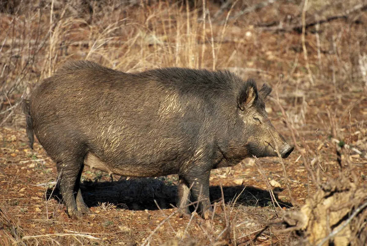 Invasion of the Hogs