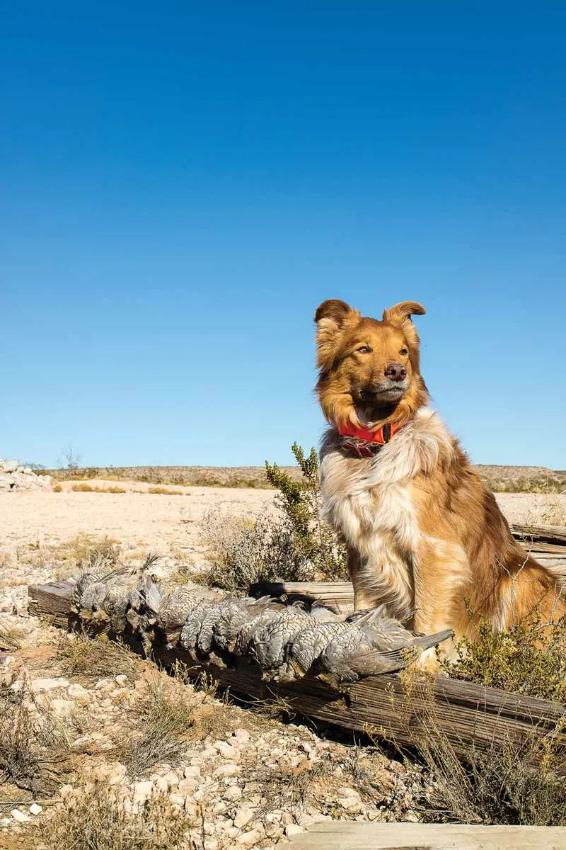 The Scale of Quail | Shooting Sportsman