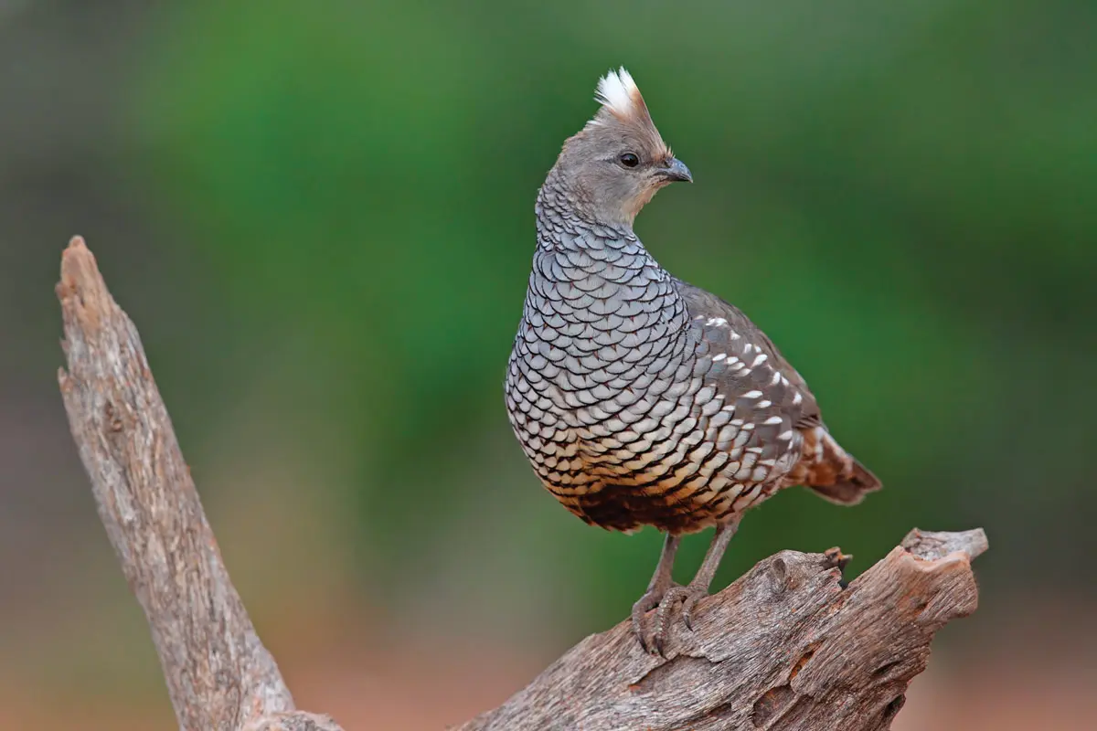 The Scale of Quail | Shooting Sportsman