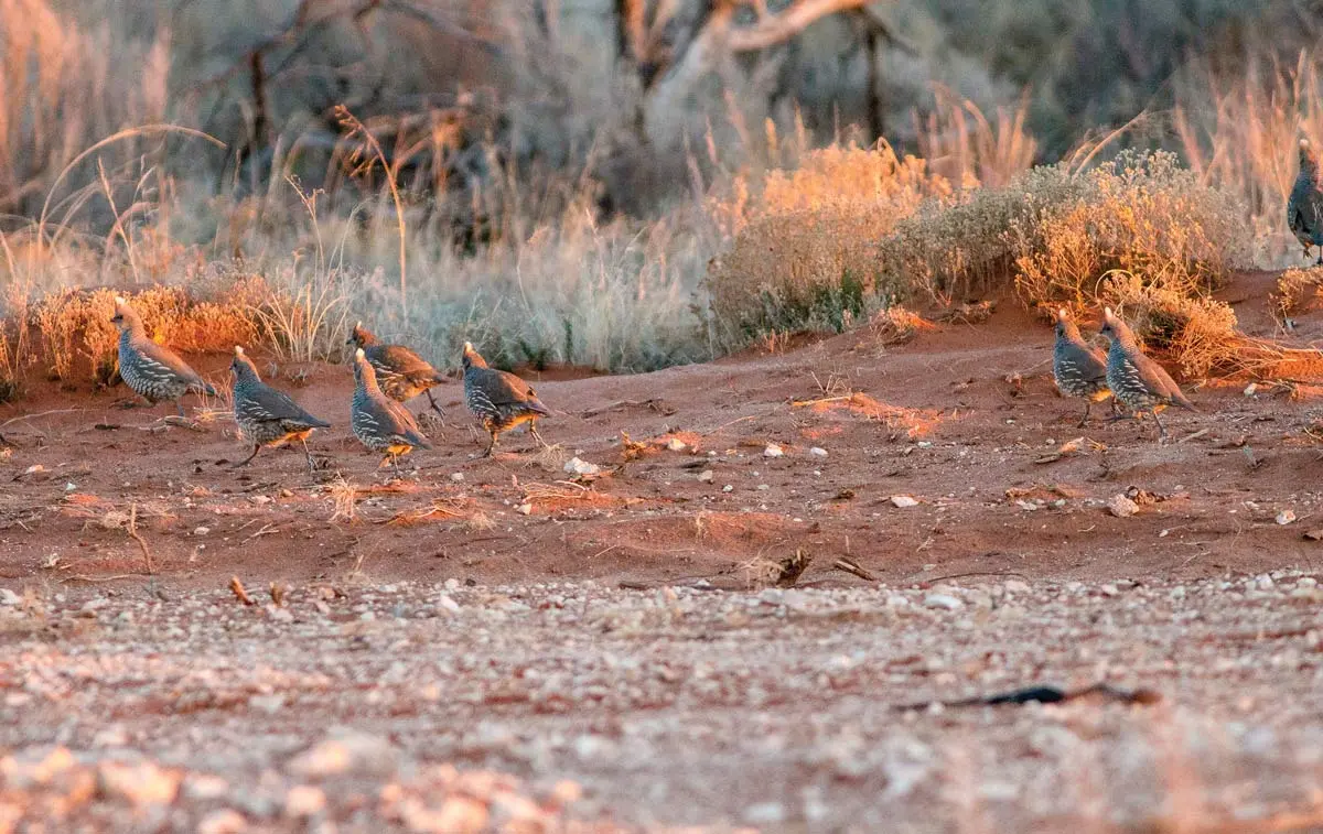 The Scale of Quail | Shooting Sportsman