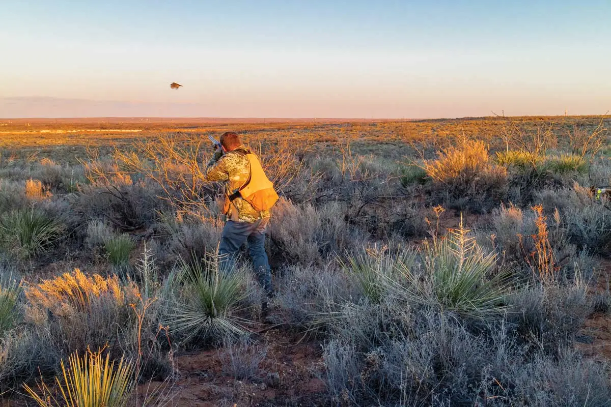The Scale of Quail | Shooting Sportsman
