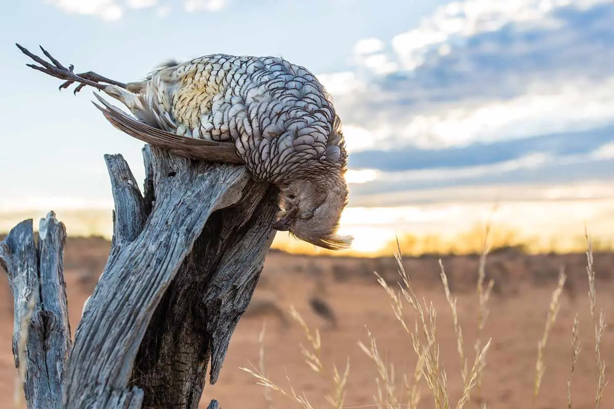 The Scale of Quail | Shooting Sportsman