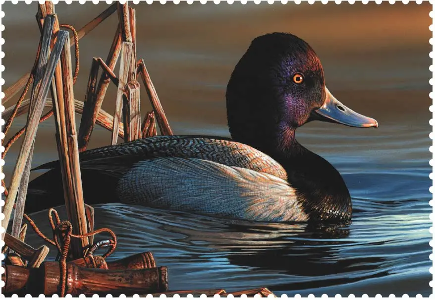 Federal Duck Stamp Winner Announced