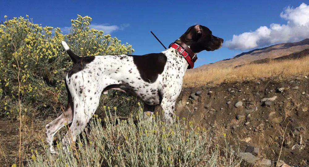 GPS Collars for Technophobes | Shooting Sportsman Magazine