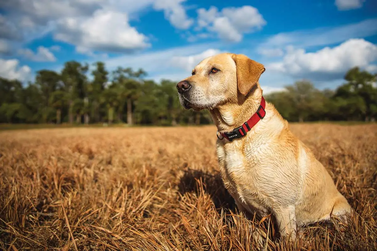 Bred for Brilliance | Shooting Sportsman Magazine