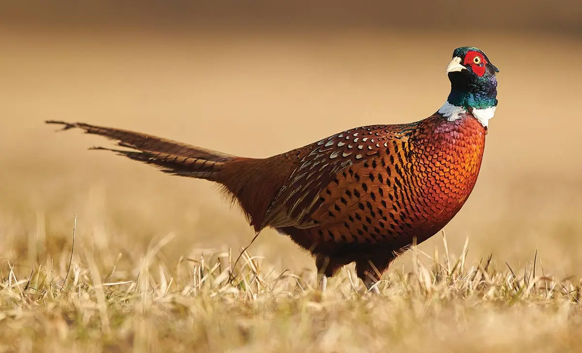 Indiana Hunters Access Private Lands | Shooting Sportsman Magazine