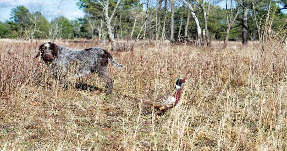 A Test of Training | Shooting Sportsman Magazine