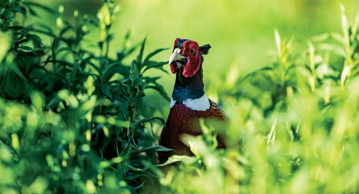 Heed the Call of the Uplands | Shooting Sportsman Magazine