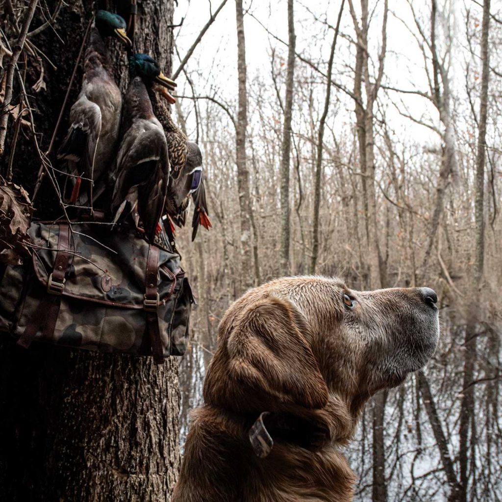 Experiencing the richness of Arkansas waterfowling