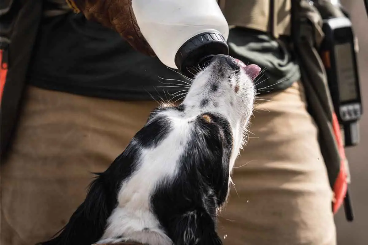 Hard-running bird dogs need plenty of water breaks in the summer.