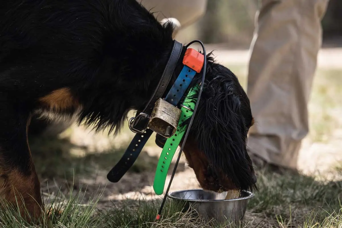 Hydration-is-important-in-the-summer.-A-44-pound-dog-should-drink-between-.5-1.5-gallons-per-day-at-a-minimum