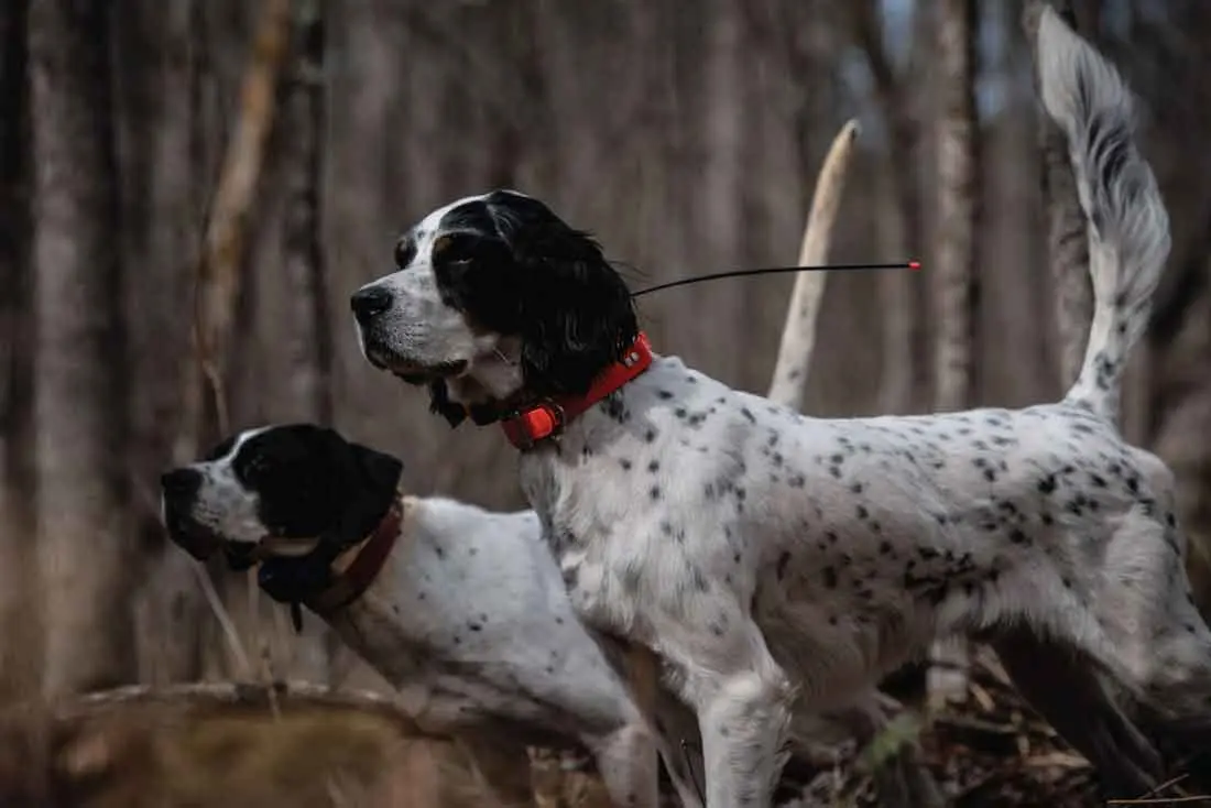 Preseason training helps owners condition their dogs for Opening Day.
