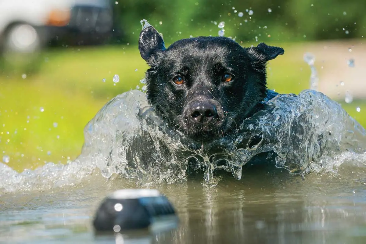 Working-dogs-in-the-water-helps-cool-them-down