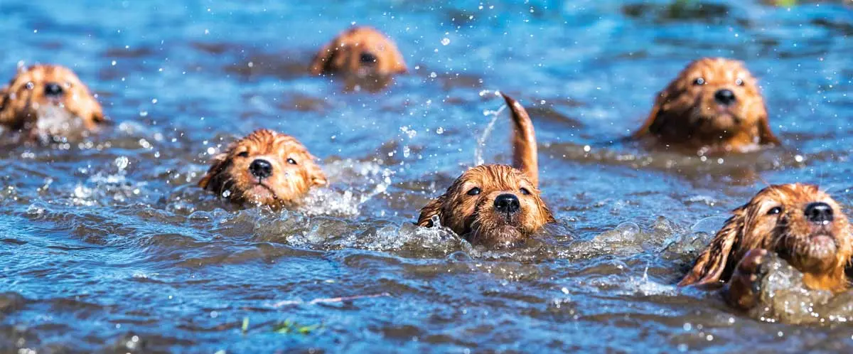 Puppy-Paddling | Shooting Sportsman Magazine