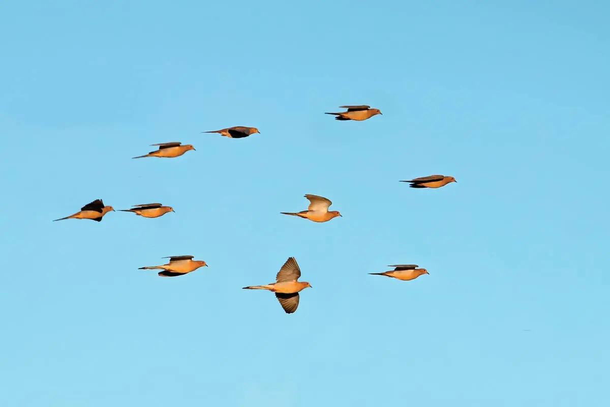 First from the Field | Shooting Sportsman Magazine