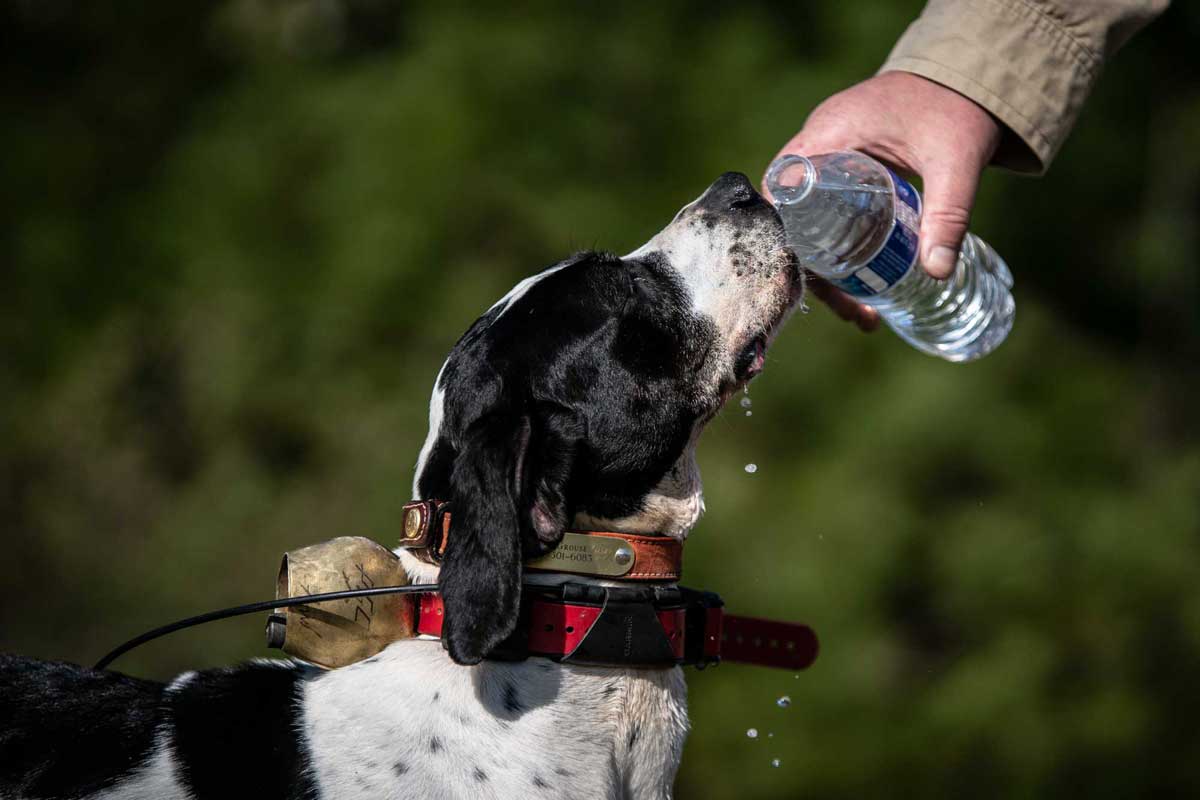 Clean,-fresh-water-helps-keep-dogs-hydrated-during-hot,-humid-preseason-training-sessions.-web