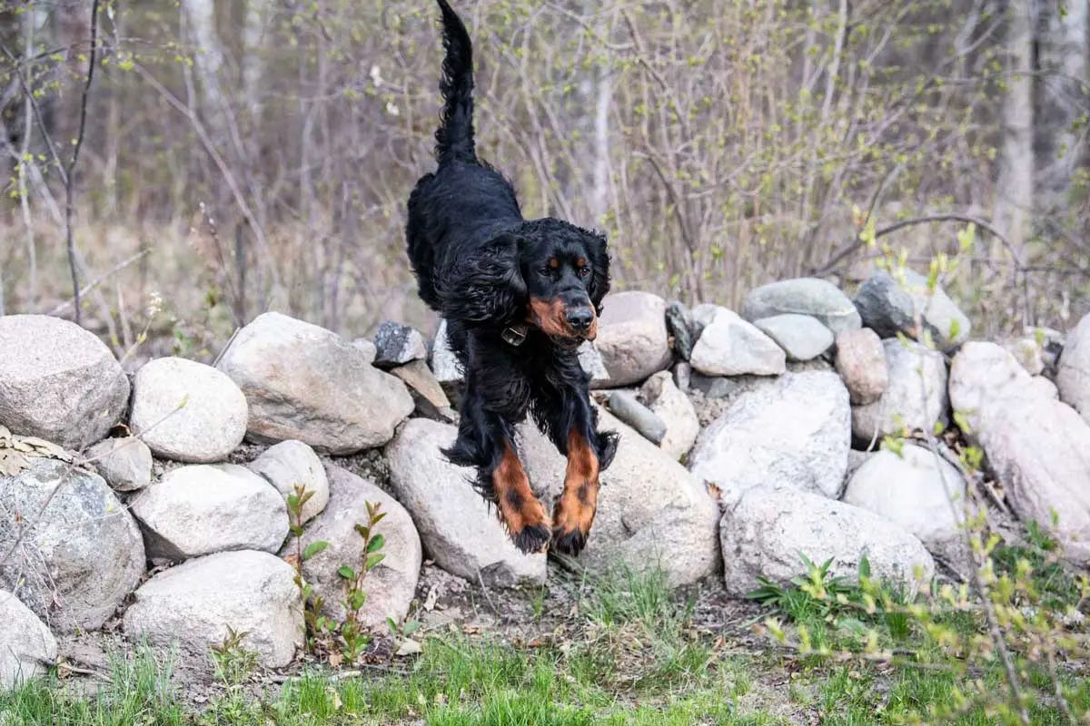 Conditioning-in-actual-hunting-environments-helps-prepare-dogs-for-the-upcoming-season.-web