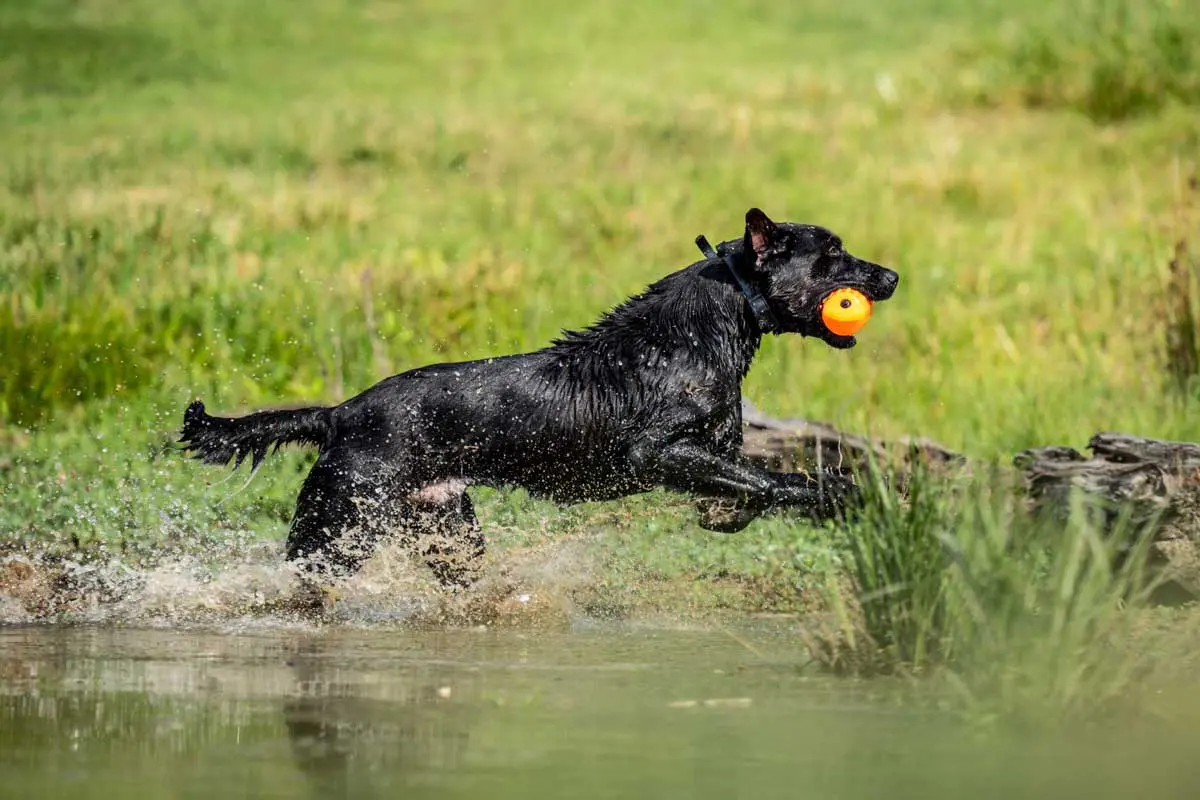On-hot-days,-cutting-water-helps-dogs-stay-cool.-web