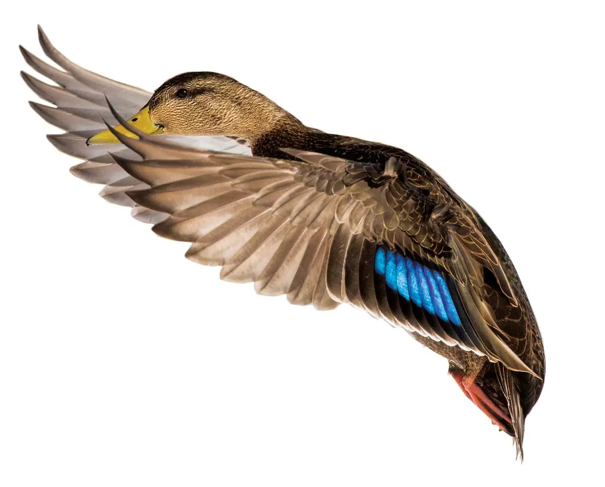 Shutterstock/Mircea Costina