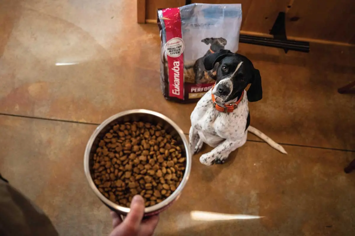 Performance food helps provide hard-working gun dogs with the nutrition they need.