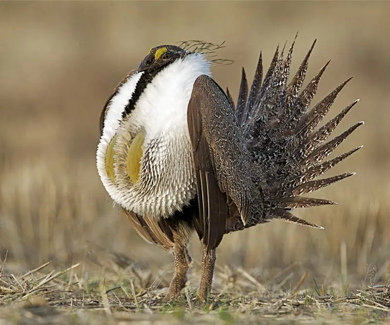 Sage Grouse Show Accelerating Decline | Shooting Sportsman Magazine