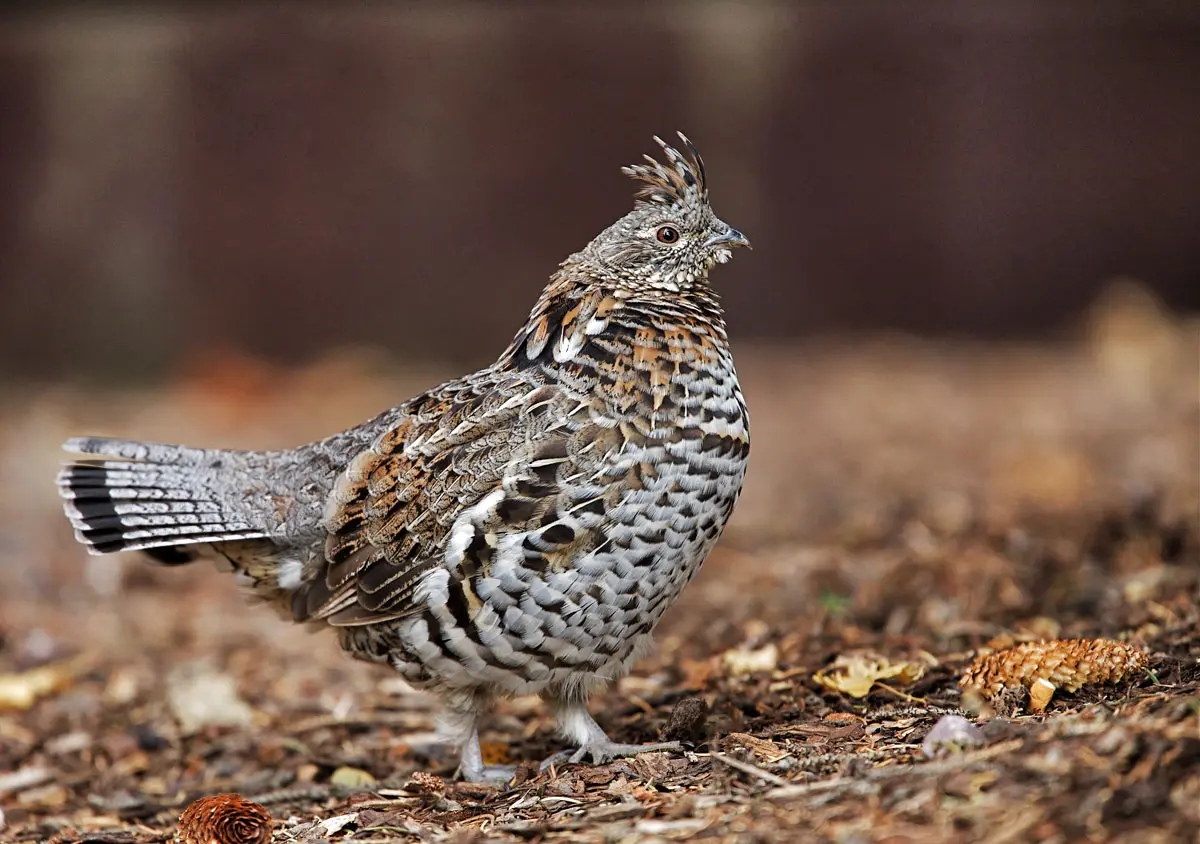 A Conservation Collaboration | Shooting Sportsman Magazine