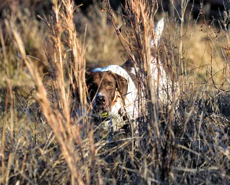 Down-Home Hunting | Shooting Sportsman Magazine