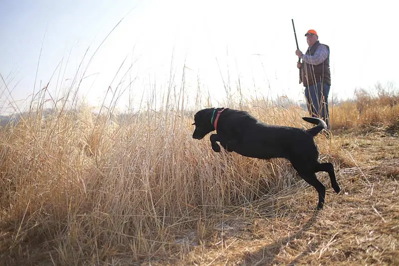 Down-Home Hunting | Shooting Sportsman Magazine