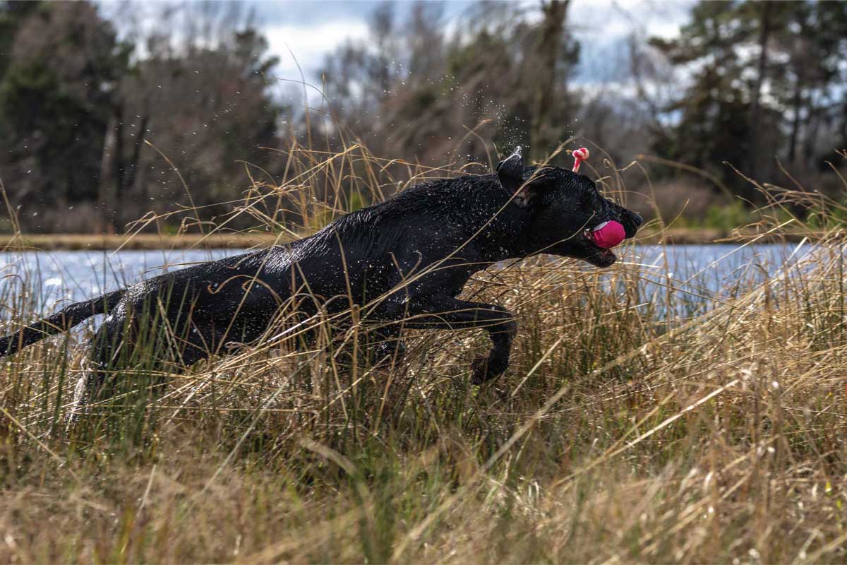 Eukanuba