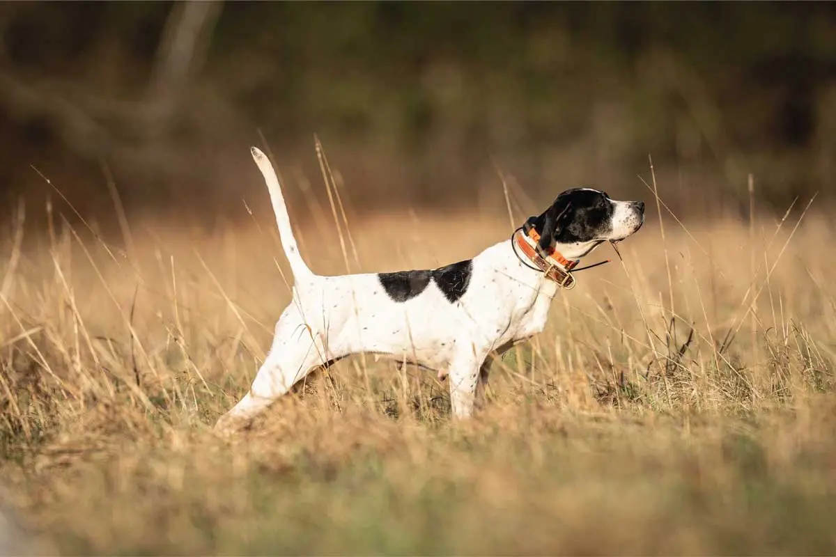 Assess your dog's body condition and diet