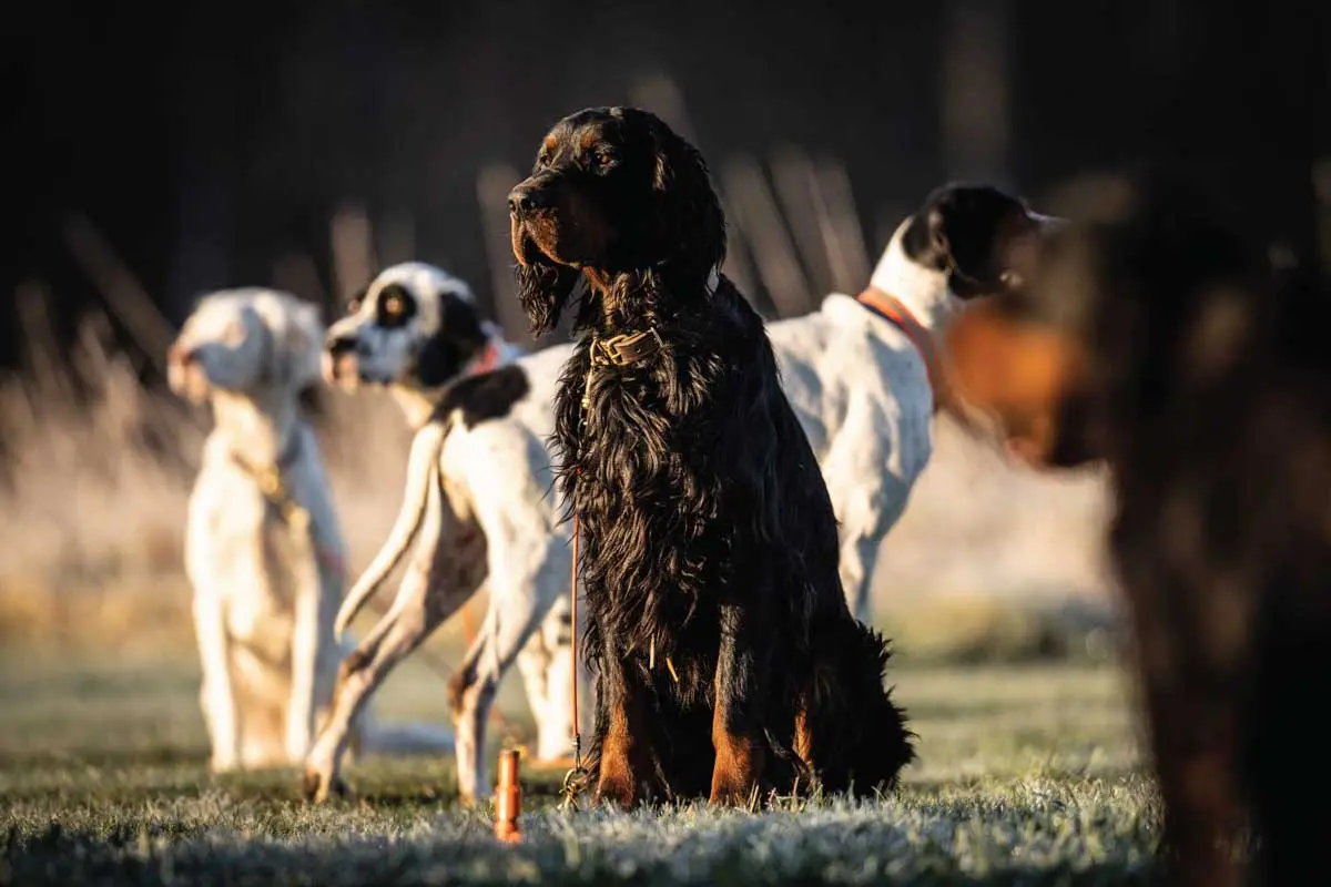 Even well-trained dogs can come unglued during the excitement of hunting season. Take a break to help them calm down
