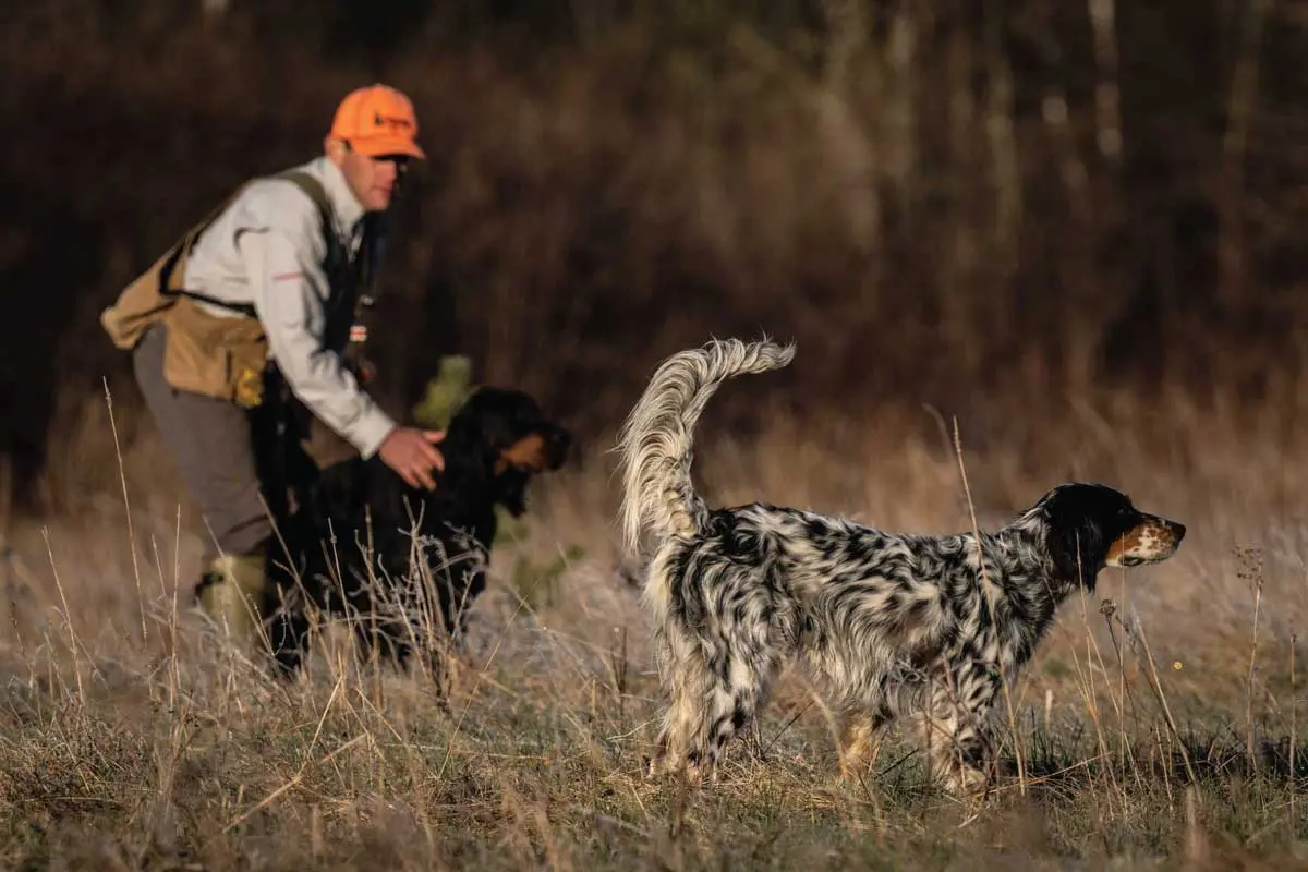 If a dog breaks point, take a few moments to help him refocus. Staunch him up, and reinforce the whoa command